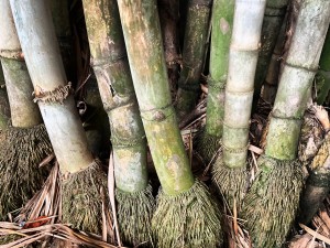 bambu-2